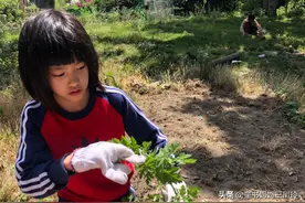不鸡血的上海妈妈，让娃从上海优质小学转学到大理，举家搬到云南图片