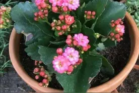 9月养长寿花，4种错误养护，会影响植株孕育花苞图片