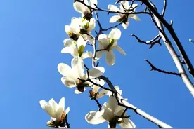 疫情之下，那些温暖到让你哭的诗句图片
