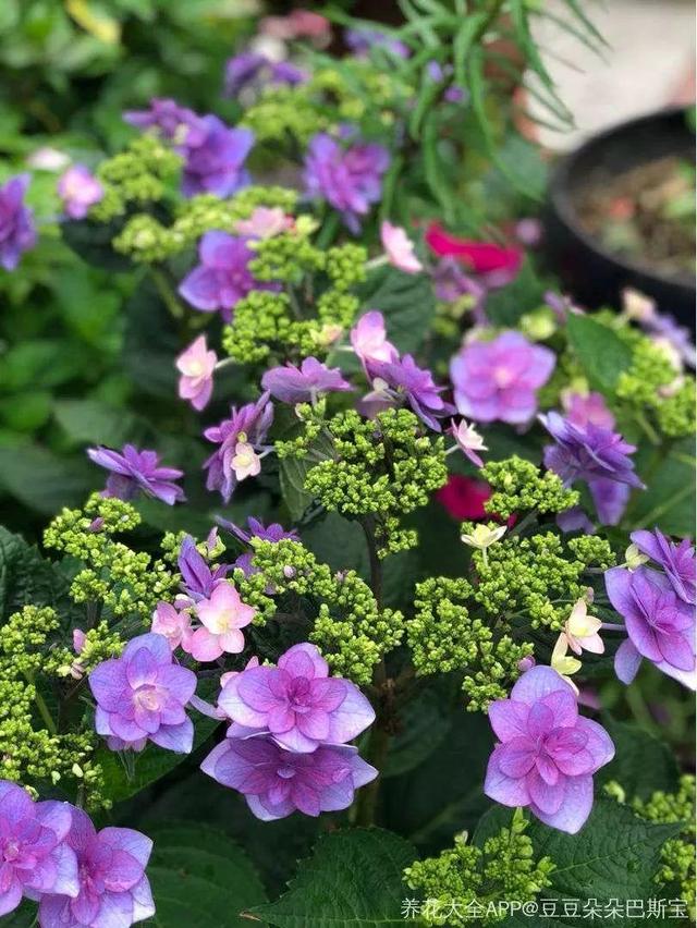 贝拉小蜜蜂草本身体乳