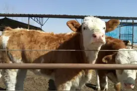 牛发烧用什么药退烧快？牛反复发烧怎么治疗？牛发烧打什么针？图片