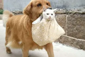 “打工狗”金毛犬：有这样的主人是我的“不幸”图片