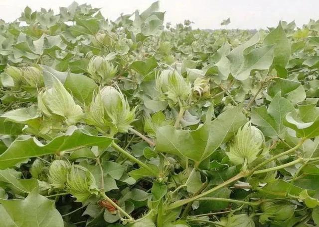 硫酸钾和氯化钾都是钾肥，有啥差别？用法大不同，一定要分清