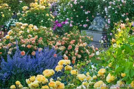 月季突然枯萎死亡？是病害还是没养护好？不死苗的诀窍都在这里图片