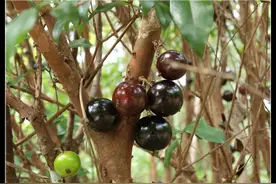 一种像葡萄一样的水果，观赏性强病虫害少的果树，在家栽种的方法图片