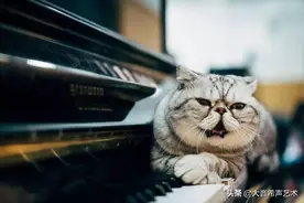 猫咪遇到钢琴，满屏都是文艺的样子图片