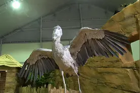 一顿饭7000块，这傻鸟差点把动物园吃破产，园长：求你做个人图片