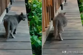 流浪蓝猫“怀孕”了一年？送往医院才了解到“怀孕”的真相图片