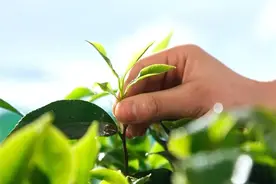喝茶养生，先了解不同茶叶的特性和作用，因时因个人体质而确定图片