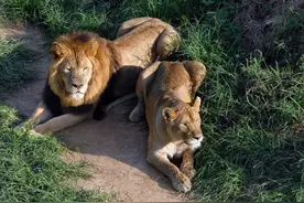 不愧是开挂民族，印度一男子深夜胸闷，睁眼一看差点没吓死图片