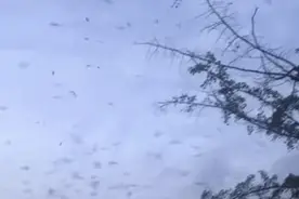 灾难预警？四川德阳空中惊现大量蝙蝠，遮天蔽日，是什么原因？图片