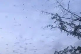 灾难预警？四川德阳空中惊现大量蝙蝠，遮天蔽日，是什么原因？图片