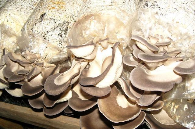 三十一种常见的菌类蘑菇图片