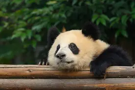 大熊猫的便便，妙用无穷图片