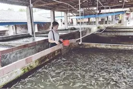 农村妇女养猪亏本600万，猪场改渔场1年还款300万，2年后东山再起图片