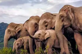 真相来了：云南北迁象群的情感故事（之三——象宝出生）图片