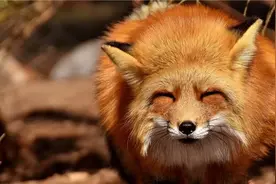 狐狸遭猞猁攻击，公狐被咬死母狐获救，母狐生崽后常带野兔来家里图片