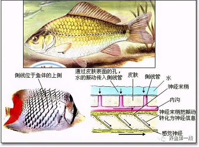 鱼鳞由什么组成