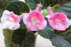 1种花，可耐40度高温，在室内也开得漂亮，还能一开两季图片