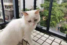 小布偶皮皮阳台历险记图片
