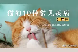 猫的10种常见疾病（5），会传染给人的猫皮肤病-猫藓，诊断与治疗图片