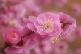 《诗经》中的树木，“不正经”的翻译图片