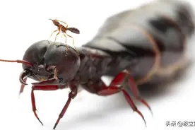 权倾“巢”野的蚁后有没有性生活？图片