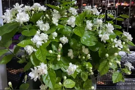 花市买的茉莉花，4点做到位，年年花叶旺，长成老桩图片