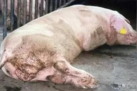 治疗仔猪、母猪、育肥猪传染性胃肠炎，这几个方法你可以试一试图片
