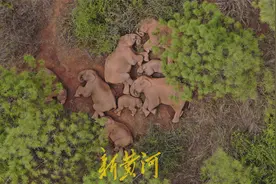 COP15开幕式上，全球代表一起重温一个大象家族的浪漫之旅图片