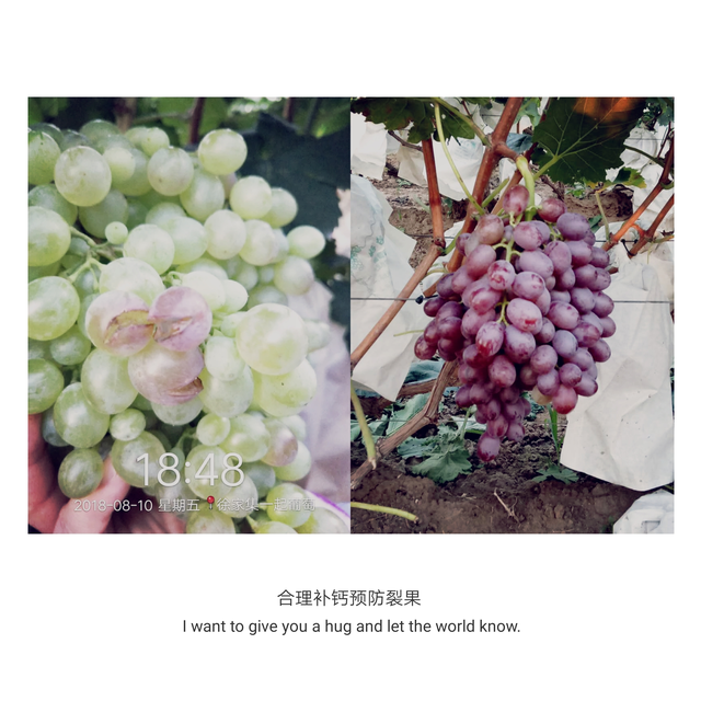 什么样的钙肥效果更好？该怎么使用