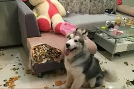 盘点狗狗犯错后的几种常见表现，你见过几种呢？图片