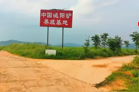 泌阳白领返乡养驴记图片