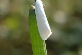 荸荠白螟如何防治？熟知白螟发生特点，抓关键时期合理用药防治图片