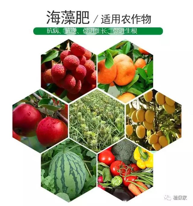 骗局？腐殖酸、海藻酸、甲壳素、鱼蛋白、氨基酸性能作用不一样