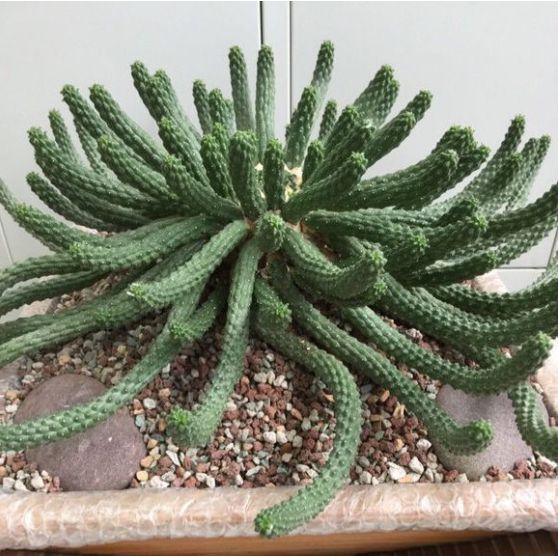 没有详细资料介绍,不过外形独特大戟科大戟属(euphorbia inermis )九