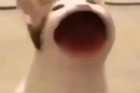 沙雕表情包：popo猫表情包图片