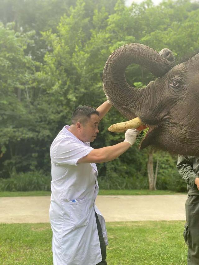 在西双版纳,救护亚洲象的人:喂药时需“斗智斗勇”,它们听得懂简单的指令,能区分饲养员