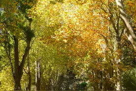 澳大利亚的秋色图片