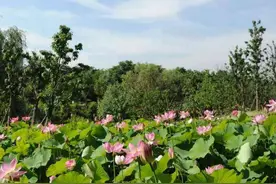青岛首届荷花节来了！上千种睡莲、荷花免费看，地点就在……图片