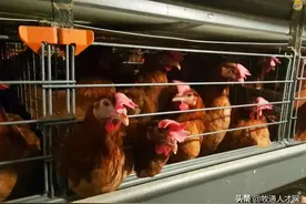 海南农垦300万只蛋鸡项目进入投产高峰期！5万蛋鸡年销售额900万图片