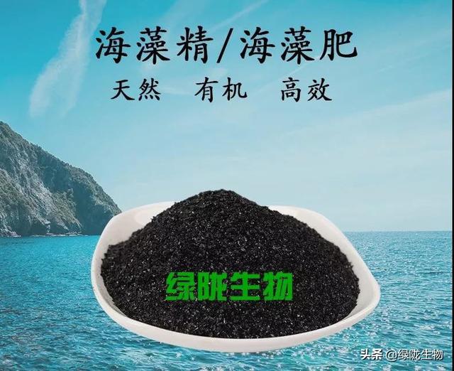 鍔熻兘寮哄ぇ鐨勬捣钘荤簿锛岀浉姣斾紶缁熻偉鏂欐湁杩欎簺浼樺娍锛侊紙浜岋級