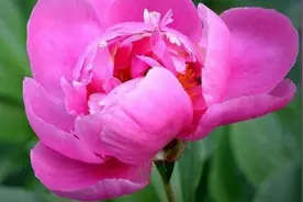 花种子怎么种图片