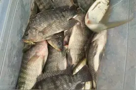 除害行动：野钓罗非正当时，个头大数量多饵料简单图片