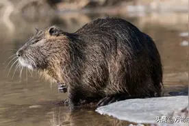 这种毛茸茸小动物入侵全球破坏力惊人，在美国杀一只可以领6美金图片