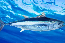 海鱼没有寄生虫，可以随便吃？图片