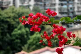 三角梅不开花，来点狠心催花手段，一直开花到秋天图片