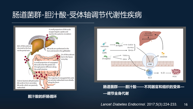 庞艳莉：22分钟详解肠道菌群与代谢疾病