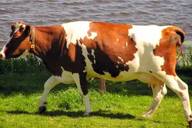 牛流产如何治疗图片