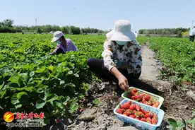 草莓映红致富路图片